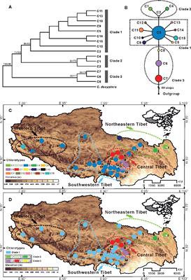 Molecular Phylogeography and Evolutionary History of the Endemic Species Corydalis hendersonii (Papaveraceae) on the Tibetan Plateau Inferred From Chloroplast DNA and ITS Sequence Variation